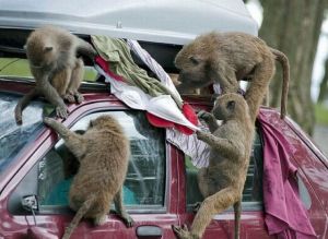 original_misc-monkeys-taking-clothes-of-the-top-of-a-ladies-car-and-climbing-all-over-the-car